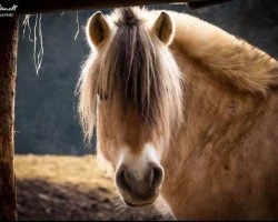 broodmare Kis Dunja (Fjord Horse, 2008, from Damar)