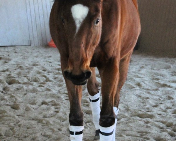 dressage horse Flyer Flamenco (Trakehner, 2011, from Summertime)