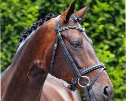 broodmare Shatanouga (Oldenburg, 2006, from Sir Donnerhall I)