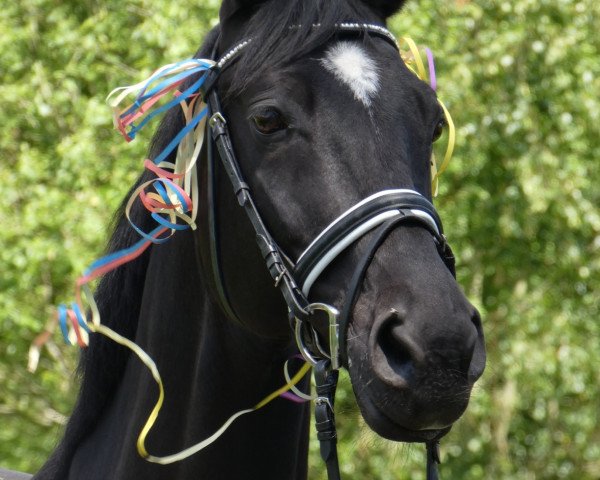 dressage horse Pavarotti Go (Trakehner, 2008, from Ballzauber)