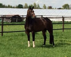 broodmare Franziska (Westphalian, 2011, from Feedback 16)