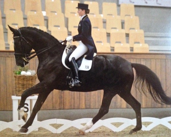 dressage horse Danny 229 (Hanoverian, 2003, from De Niro)