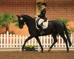 dressage horse Dicentra 12 (Hanoverian, 2007, from Don Frederico)