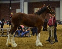 Pferd Greenwood Scot's Henrietta (Clydesdale, 2012, von Middlebank Prince Charlie)