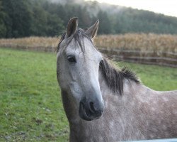 dressage horse Durango 23 (German Riding Pony, 2008, from FS Don't Worry)