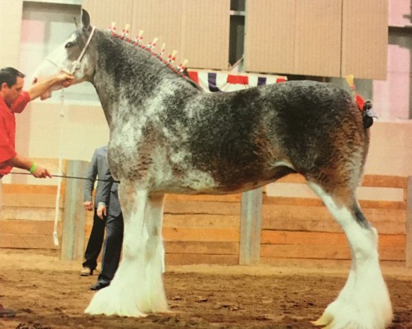 Pferd Greenwood Scot's Bonnie (Clydesdale, 2006, von Middlebank Prince Charlie)