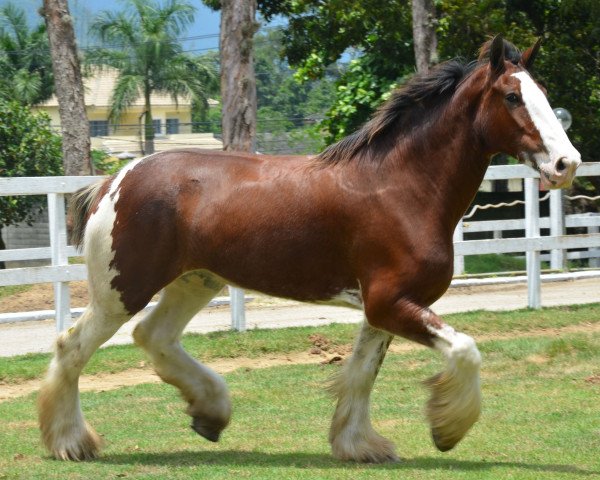 Pferd Greenwood Scot's Bethany (Clydesdale, 2006, von Middlebank Prince Charlie)