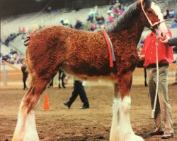 Pferd Greenwood Max's Jewel (Clydesdale, 2014, von Solomon's Maximus)