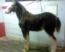 Pferd Greenwood Max's Incredible (Clydesdale, 2013, von Solomon's Maximus)