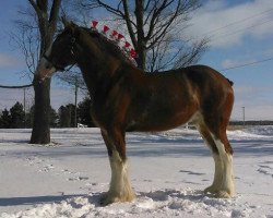 Pferd Greenwood Max's Grace (Clydesdale, 2011, von Solomon's Maximus)