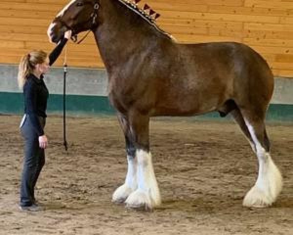 Pferd Greenwood Max's Floyd (Clydesdale, 2010, von Solomon's Maximus)