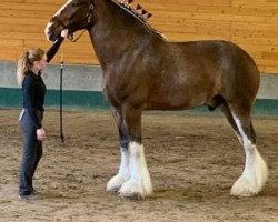 Pferd Greenwood Max's Floyd (Clydesdale, 2010, von Solomon's Maximus)