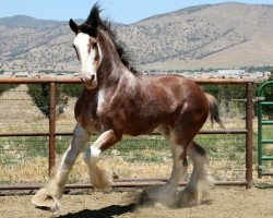 Pferd Greenwood Max's Fire (Clydesdale, 2010, von Solomon's Maximus)