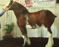 Pferd Greenwood Max's Delilah (Clydesdale, 2008, von Solomon's Maximus)