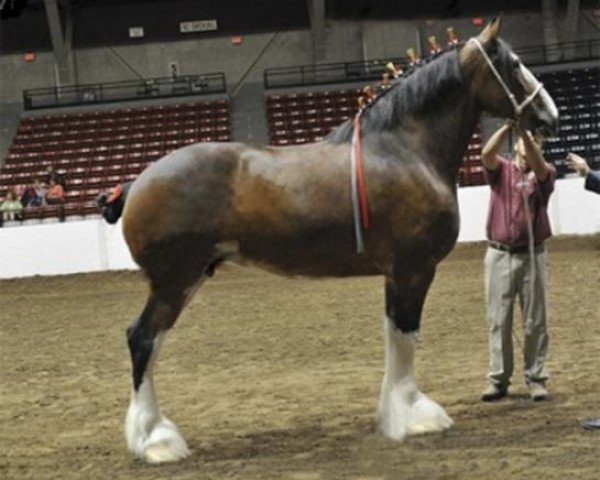 broodmare Ozark's Royal Joy (Clydesdale, 2008, from Donegal Bentley)