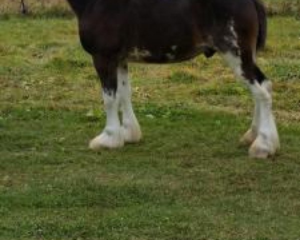 horse Greenwood Laz's Jack of Hearts (Clydesdale, 2014, from Armageddon's Lord Lazarus)