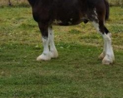 horse Greenwood Laz's Jack of Hearts (Clydesdale, 2014, from Armageddon's Lord Lazarus)