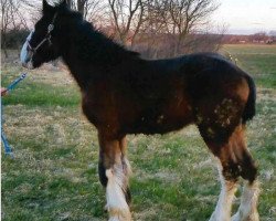 Pferd Greenwood Laz's Ace (Clydesdale, 2014, von Armageddon's Lord Lazarus)