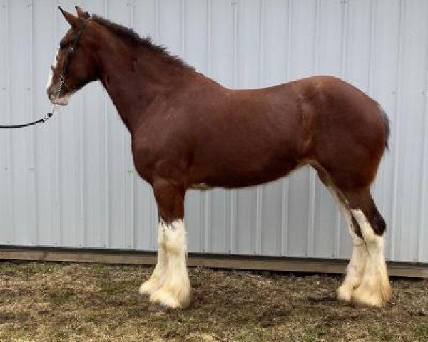 horse Greenwood Grant's Maribel (Clydesdale, 2017, from Greenwood Scot's Grant)