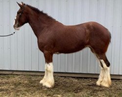 Pferd Greenwood Grant's Maribel (Clydesdale, 2017, von Greenwood Scot's Grant)