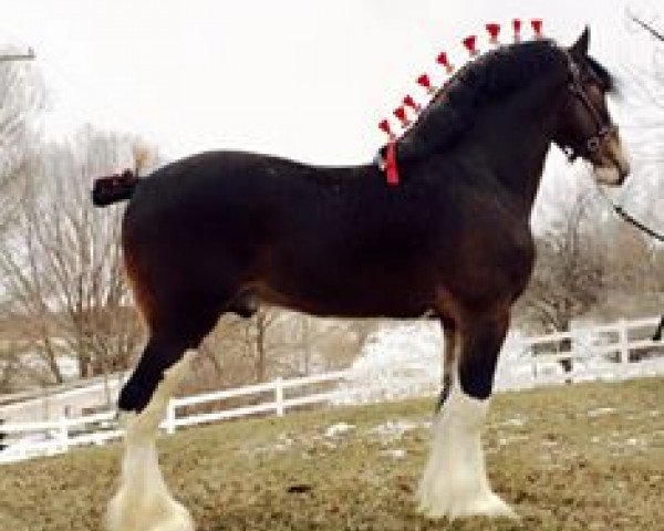 Deckhengst Greenwood Scot's Grant (Clydesdale, 2011, von Middlebank Prince Charlie)