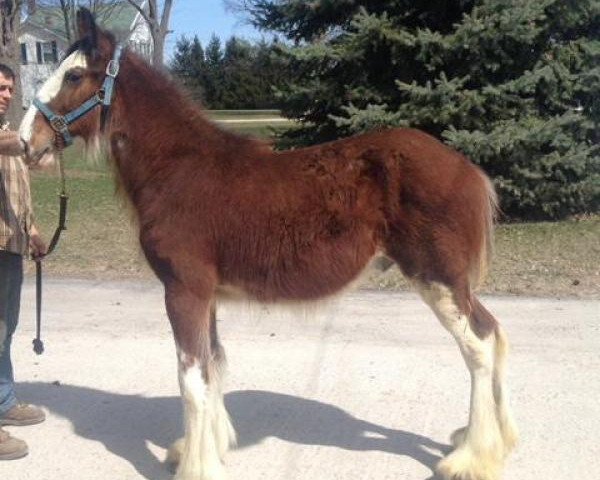 Pferd Greenwood Grant's Magic (Clydesdale, 2017, von Greenwood Scot's Grant)