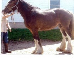 Zuchtstute Sweet Lilly of Glencoe (Clydesdale, 2012, von Woodrow Plunton of ALC)