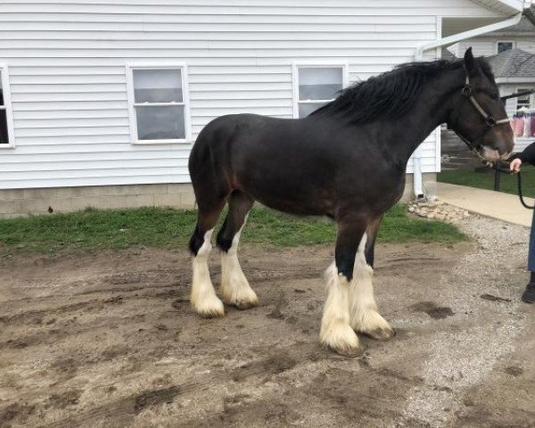 Pferd Greenwood Farms Justice (Clydesdale, 2016, von Armageddon's Lord Leviticus)