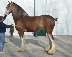 Zuchtstute Greenwood Max's Elinor (Clydesdale, 2009, von Solomon's Maximus)