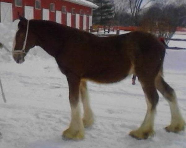 horse Greenwood Commodores Impressive (Clydesdale, 2013, from Greenwood Asti's Commodore)