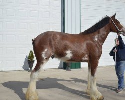 horse Greenwood Commodores Gordie (Clydesdale, 2011, from Greenwood Asti's Commodore)