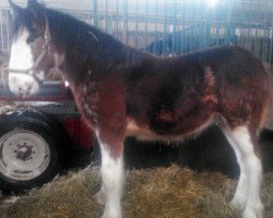 Pferd Greenwood Audi's Isaac (Clydesdale, 2013, von Iron Horse Audacious Image)