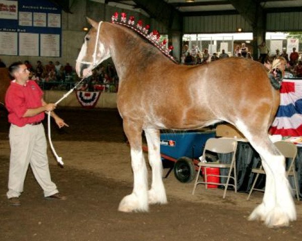 Pferd Greenwood's Asti's Lady (Clydesdale, 2004, von Middlebank Prince Charlie)