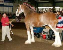 Pferd Greenwood's Asti's Lady (Clydesdale, 2004, von Middlebank Prince Charlie)