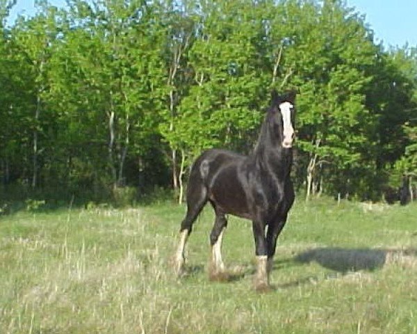 Deckhengst Green Valley Crown Scott (Clydesdale, 1999, von Scotty 2nd)