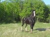 Deckhengst Green Valley Crown Scott (Clydesdale, 1999, von Scotty 2nd)