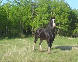 Deckhengst Green Valley Crown Scott (Clydesdale, 1999, von Scotty 2nd)