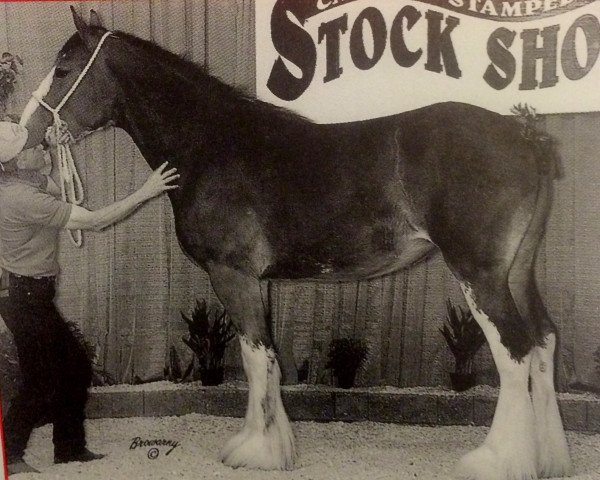 Pferd Green Leaf Rumor (Clydesdale, 1999, von Ayton Perfection)