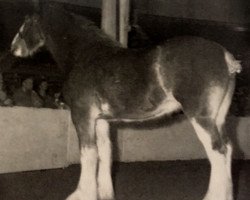 Zuchtstute Green Leaf Reba (Clydesdale, 1985, von Bardrill Benefactor)