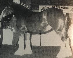 Zuchtstute Green Leaf Raine (Clydesdale, 1988, von Torrs King O'Galloway)