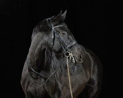 dressage horse Darina (Württemberger, 2006, from Daramis)