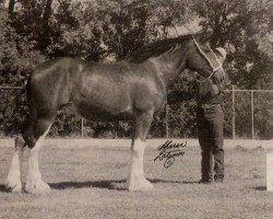 Zuchtstute Green Leaf Olivia (Clydesdale, 1996, von Ayton Perfection)