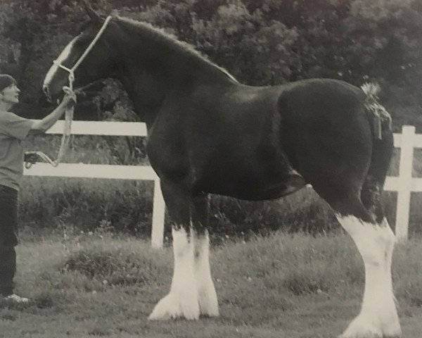 broodmare Green Leaf Irish Charm (Clydesdale, 1994, from Torrs King O'Galloway)