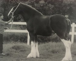 Zuchtstute Green Leaf Irish Charm (Clydesdale, 1994, von Torrs King O'Galloway)