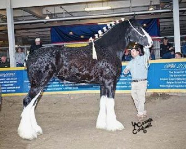 horse Great Lakes Superior (Clydesdale, 2014, from Donegal Double Dot Big Ben)