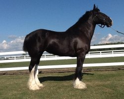 broodmare Greenwood Admiral's Danielle (Clydesdale, 2008, from Solomon's Admiral)