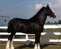 Pferd Great Lakes Mayflower (Clydesdale, 2016, von Donegal Double Dot Big Ben)