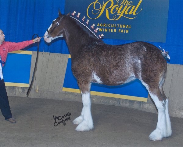 Zuchtstute Great American Molly Pitcher (Clydesdale, 2008, von Great American Ben Franklin)