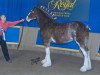 broodmare Great American Molly Pitcher (Clydesdale, 2008, from Great American Ben Franklin)