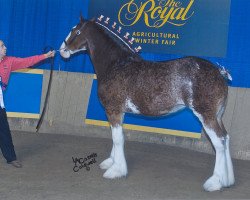 broodmare Great American Molly Pitcher (Clydesdale, 2008, from Great American Ben Franklin)